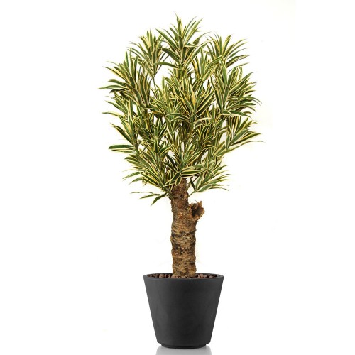 Planta semi-artificiala Ila, Dracaena Reflexa Drago Variegated - 120 cm